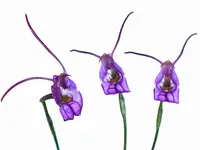 Porroglossum amethystinum