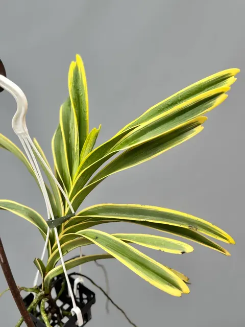 Vanda Rare Variegata Specie (Vanda)