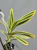 Vanda Rare Variegata Specie (werkelijke extreem zeldzaam) — No