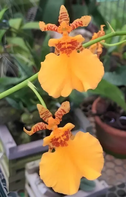 Oncidium Gower Ramsey 'Orange Delight' (Oncidium)