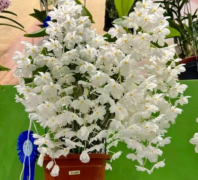 Dendrobium farmeri alba sp vietnam 'Big Plant' (Dendrobium)