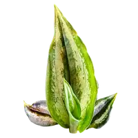 Cyclopogon lindleyanum