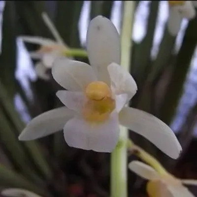 Cymbidium aliofolium fma alba (Cymbidium)
