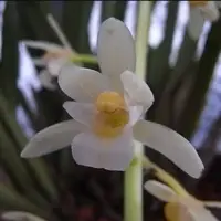 Cymbidium aliofolium fma. alba