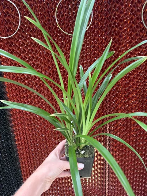 Cymbidium Golden Elf (Cymbidium)