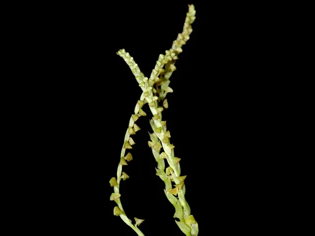 Stelis disticha (Stelis)