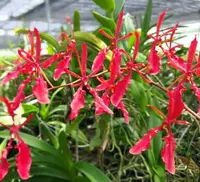 Renanthera philippinensis