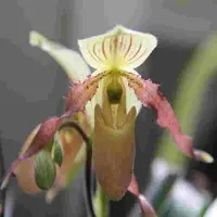 Paphiopedilum Honey (Philipinense X Primulinium)