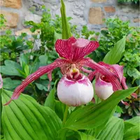 Cypripedium Lucy Pinkepank (kentuckiense x tibeticum)