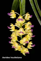 Aerides (Vanda) houlletiana | SapphireChild Orchids