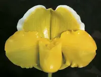 Paphiopedilum San Francisco 'Grand Gold' AM/AOS