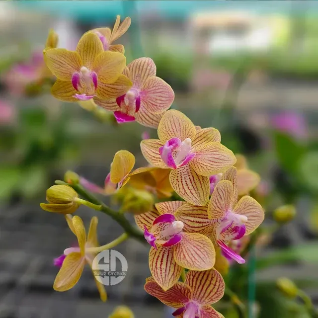 Phalaenopsis Passion Fruit