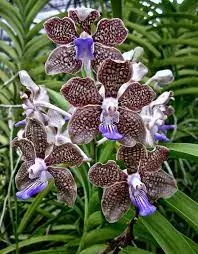 Vanda Insignis X Vanda Mimi Palmer