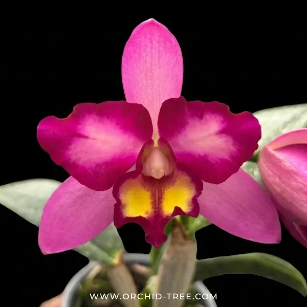 Cattleya Korn Lada Charming 'Wild Purple' (Cattleya)