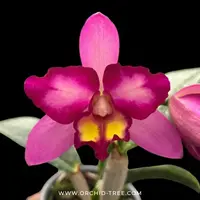 Cattleya Korn Lada Charming # 5 Wild Purple Orchid Plant - BS