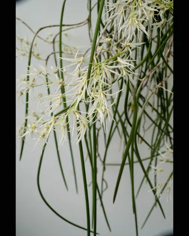 Dockrillia teretifolium (Dockrillia)