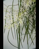 (Dendrobium) Dockrillia teretifolium