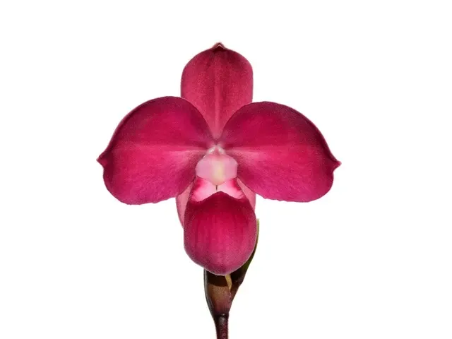 Phragmipedium Ecuagenera Flame (Phragmipedium)