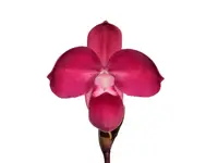 Phragmipedium Ecuagenera Flame