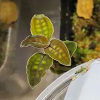 Cystorchis stenoglossa