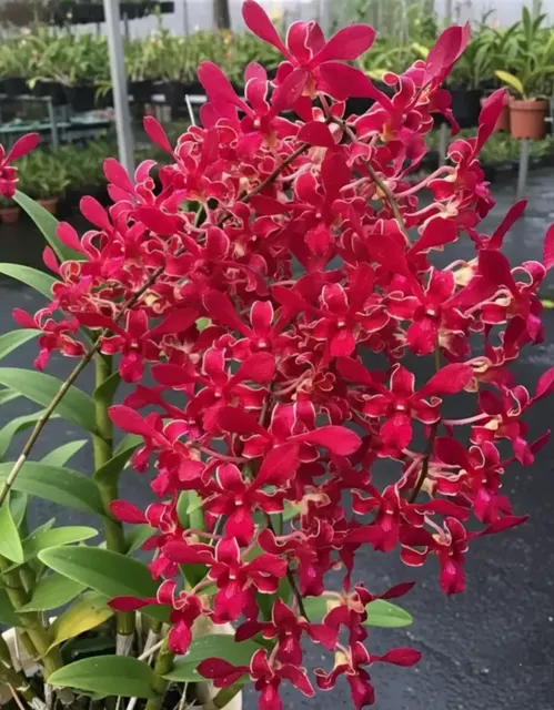 Dendrobium Red Twist (Dendrobium)