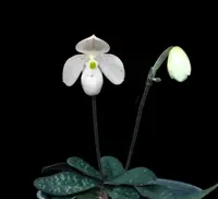 Paphiopedilum thaianum