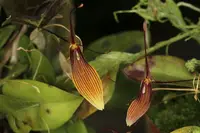 Restrepia trichoglossa