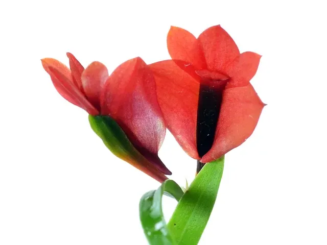 Dendrobium vexillarius orange x red (Dendrobium)