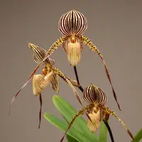 Paphiopedilum Saint Swithin *secvential/multiflower