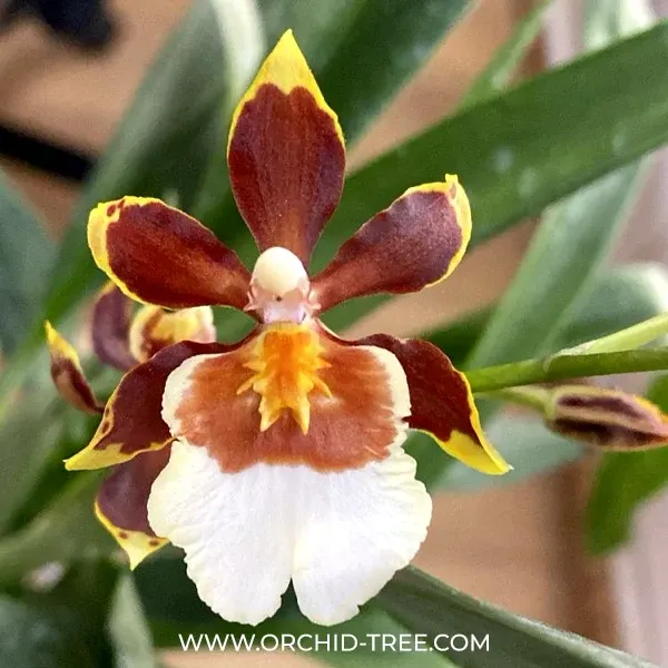 Oncidium Tropical Jungle (Oncidium)