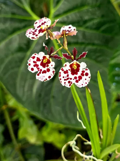 Tolumnia Jairak Flyer 'Giraffe'