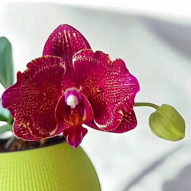 Phalaenopsis I-Hsin Cherry Bomb ''228''