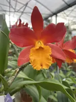 Blc. Lily Marie Almas ‘MGR’ (5″ Pot)