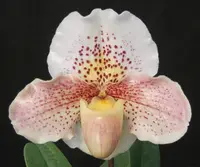 Paphiopedilum Snow Dancer 'Pink Tapestry'