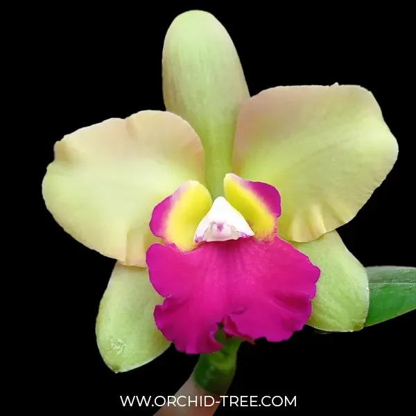 Cattleya River Kwai Floating (Cattleya)