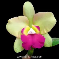 Cattleya (Ctt) River Kwai Floating Orchid Plant - BS