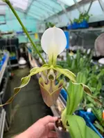 Paphiopedilum dianthum