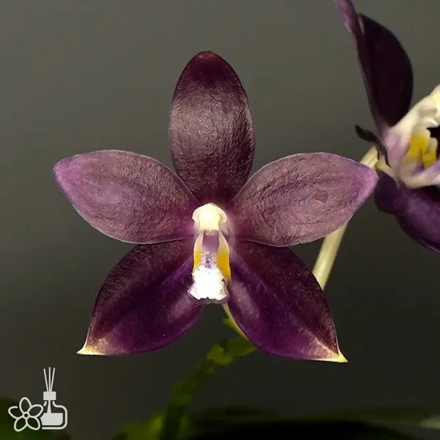 Phalaenopsis tetraspis f. livida 'Faerie's Little Sister' (Phalaenopsis)