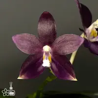 [Bare-root] Phal. tetraspis f. livida 'Faerie's Little Sister 深藍' (MC) [2.4 BS][Aug in stock 26]