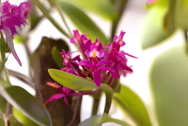 Epidendrum radicans 'Joseff Leii' (Epidendrum)