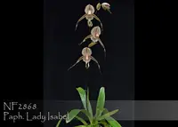 Paph. Lady Isabel ', Note: Limited , compact grower with amazing leaves. ' (rothschildianum 'Gold Star' SM/TOGA x stonei ' Bear 's Best ' )