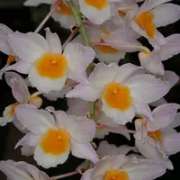 Orchid Rare Species Dendrobium farmeri - Pink Live PLant