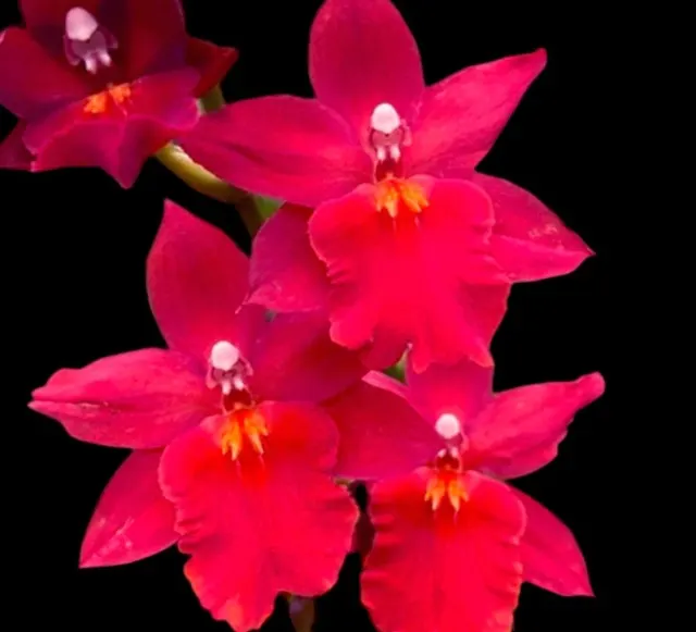 Oncidium Fran's Jewels