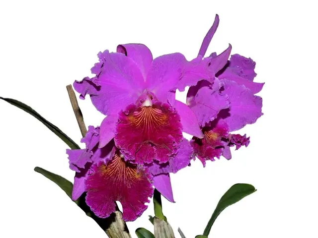Rhyncholaeliocattleya Nakagami Grace (Rhyncholaeliocattleya)