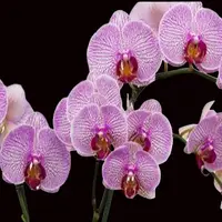 Phalaenopsis Orchid Razzmatazz Mature Plant - Ready To Flower