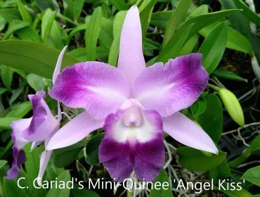 Cattleya Cariad's Mini-Quinee 'Angel Kiss' (Cattleya)