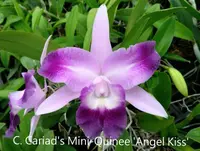 C. Cariad's Mini-Quinee 'Angel Kiss' BM/JOGA HCC/AOS (Lc. Mini Purple x C. intermedia) (M331) (Hybrid) Lc.=Laeliocattleya
