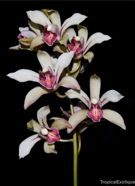 Cymbidium seidenfadenii (Cymbidium)