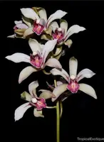 Cymbidium seidenfadenii