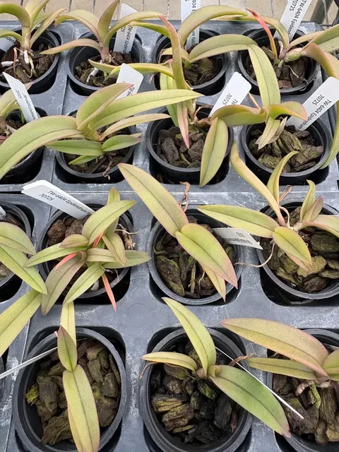 Epidendrum falcatum (Epidendrum)